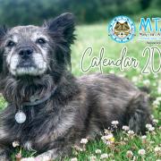Many Tears Animal Rescue is looking for pictures of pets adopted through the charity to be in its 2025 calendar