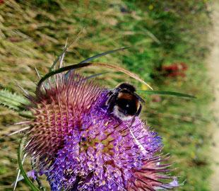 A Bee at Newport Wetlands taken last weekend. Sent in by Brian Humphreys