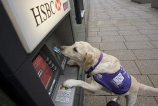 A helper dog for the disabled using a cashpoint. 