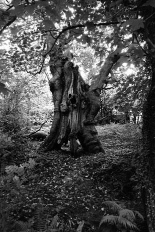 Hi! This photo was taken recently in Pontypool Park while I was
experimenting with my first digital camera. It looks like a haunted tree
from a child's fairy tale (or something!) and thought it would be
suitable as 
