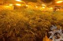 Police seized 1,000 cannabis plants at the former Arundel Club on Blaenavon’s Ton Mawr Street on Sunday, August 27