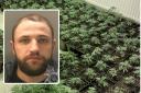 Armando Shpati and the cannabis he was growing in Ebbw Vale