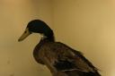 The duck that was rescued by the RSPCA