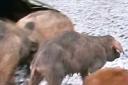 EMACIATED: Pigs filmed on a visit to Barnfield's farm