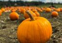 Fans of pumpkin spiced products may be in luck with this offer for hundreds of pounds worth of products