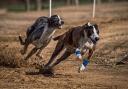 Dog-racing fans fight back as calls for a Welsh ban on the sport grow louder