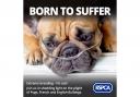 The RSPCA says that 76 per cent of people in Wales condemn breeding of dogs with genetic health conditions