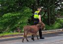 One of the donkeys being taken back home by police