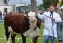 LIVESTOCK: Judging of the best female at the Usk Show.