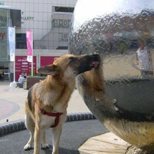 Mrs Val James of Maesglas spotted this hot dog cooling down at one of the fountains in John Frost Square.