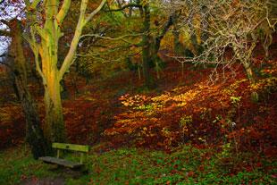 Autumn photos taken in Cwmcarn. Taken by Chris Powell