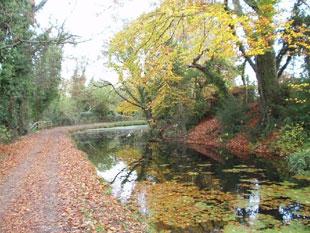 Heres a pic I took yesterday of the canal near 5 locks Pontnewydd. Dennis T Baker, Cwmbran. 