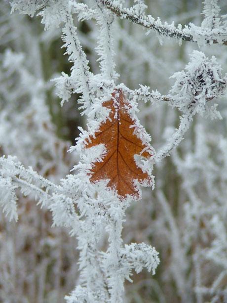 Frost on a leaf Taken around Monmouth by Hazel Mayers.
