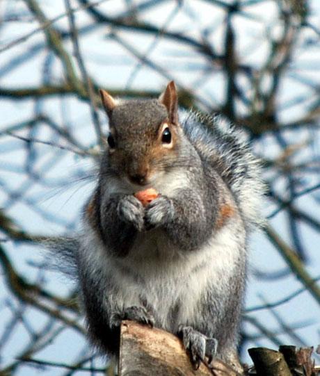 Taken in my garden this week - a squirrel eating a nut from Mrs Rosalind Lee 
