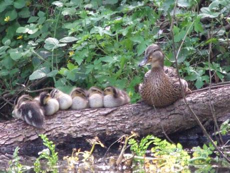 Every family has one ..look at the duckling at the end. From Dennis T Baker of Cwmbran 
