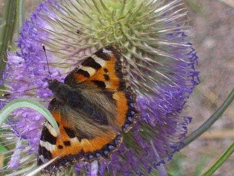 A Small Tortoiseshell butterfly at Newport Wetlands last weekend. From Brian Humphreys.