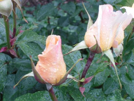 Raindrops on roses from Frank Nicholls. 
