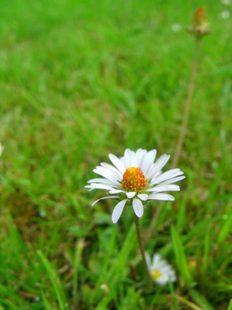 A daisy in my garden from Laura Wilderspin of Risca. 
