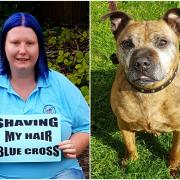 Sammy Arnold is shaving her head to raise funds for Blue Cross after the charity helped to treat her severely ill dog Tyson, Picture: Blue Cross