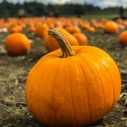 Fans of pumpkin spiced products may be in luck with this offer for hundreds of pounds worth of products