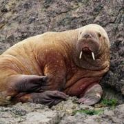 Wally the walrus pictured at his first sighting in Pembrokeshire. Source: Amy Compton