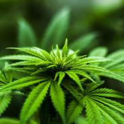 A Tredegar man has been fined in connection with growing cannabis after he failed to turn up to two appointments.