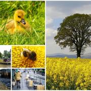 Look: Yellow is the colour in this selection of pictures from around Gwent