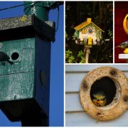 Celebrating National Nest Box week in nine pictures from Gwent