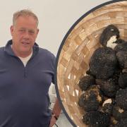 Matt Sims started up a truffle business