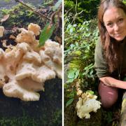 Forager finds rare fungi