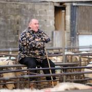 The last day of Abergavenny livestock market..