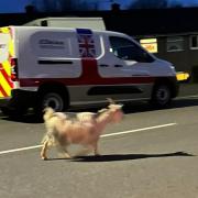 Goat on the loose spotted wandering through Caerphilly