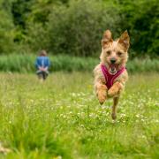 Millie pictured having fun at Caldicot Castle by Larry Wilkie of the South Wales Argus Camera Club. The area is one of more than 170 where new restrictions on dogs are set to be brought in.