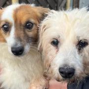 Barley (left) and Bean (right) are looking for their final home together after a heartbreaking life
