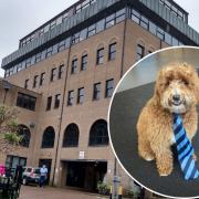 Emotional support dogs, such as Australian labradoodle Indie who comforts pupils at a school in Scotland, aren't allowed inside Torfaen council buildings including Pontypool's Civic Centre.