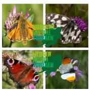 The campaigns have seen an increase in the number of butterflies around the county