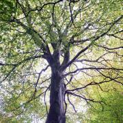 An archive photograph of a beech tree.