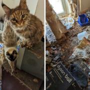 The cats were found in filthy conditions with matted and urine soaked fur