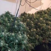 Christopher Ryan had 48 cannabis plants growing in a bedroom