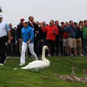 England's Lee Westwood (left) and Wales' Jamie Donaldson walk past a swan around the 5th green, during day one of the 2014 ISPS Handa Welsh Open at Celtic Manor, Newport. PRESS ASSOCIATION Photo. Picture date: Thursday September 18, 2014. See PA s