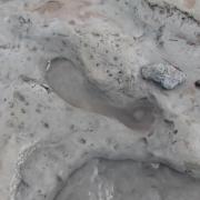 STEP BACK IN TIME: One of the human footprints found in the mud near Goldcliff