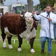 LIVESTOCK: Judging of the best female at the Usk Show.