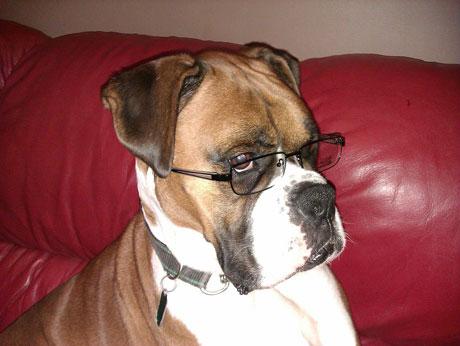 David Jones sent this  picture of his family's 5-year-old boxer dog Ralph looking intelligent. He said: "This pic brought a smile to our face and I hope other people enjoy it too."