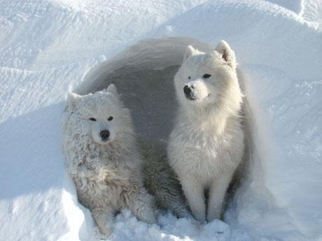 Michael West of Pontymister took this picture of his samoyed dogs called Chance and Willow on Twmbarlwm on Wedesday 1st of February 2012. He calls it 'Just chilling'. 