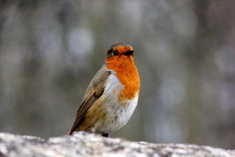 Robert Guy from Blackwood sent this picture of a robin sat on his garden wall. Robert said: "He kindly let me take his photo hope you like it".