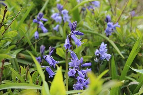 One of my bluebell pictures - Caroline Paine
