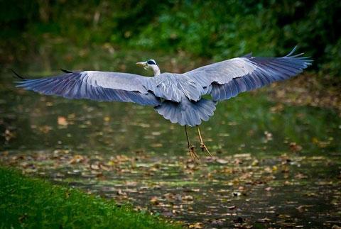 A heron on the canal at Risca from Lyndon Hatherall of Risca.