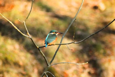 Kingfisher Taken along the Brecon and Monmouthshire Canal, by Paul Bray.