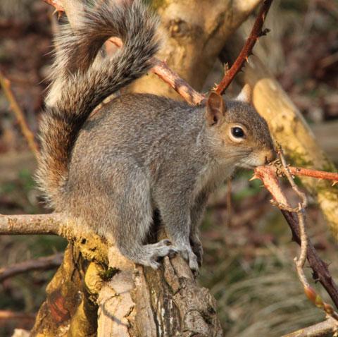 grey Squirrel along the Brecon and Monmouthshire Canal, by Paul Bray.