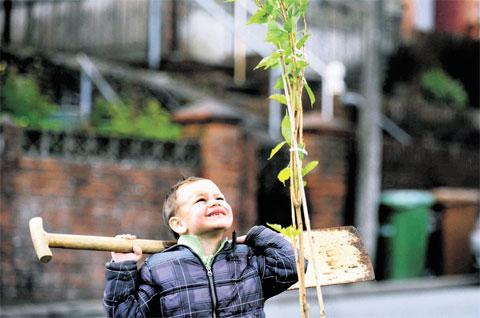 BIT OF A TALL ORDER: Logan Giles, five, of Cefn Fforest, tries to work out how to plant this flowering cherry
tree in Argoed to mark the Queen’s Diamond Jubilee Picture: MIKE LEWIS ML_13005